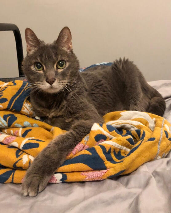 A photo of a grey tabby on a yellow blanket.