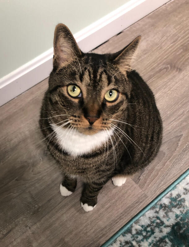 A photo of a brown tabby cat.