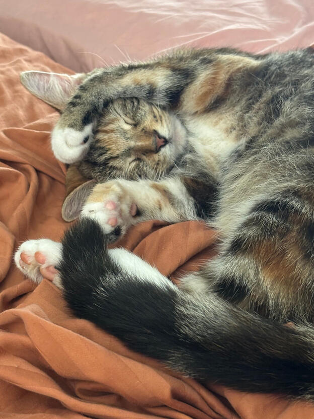A photo of a curled up tabby cat.